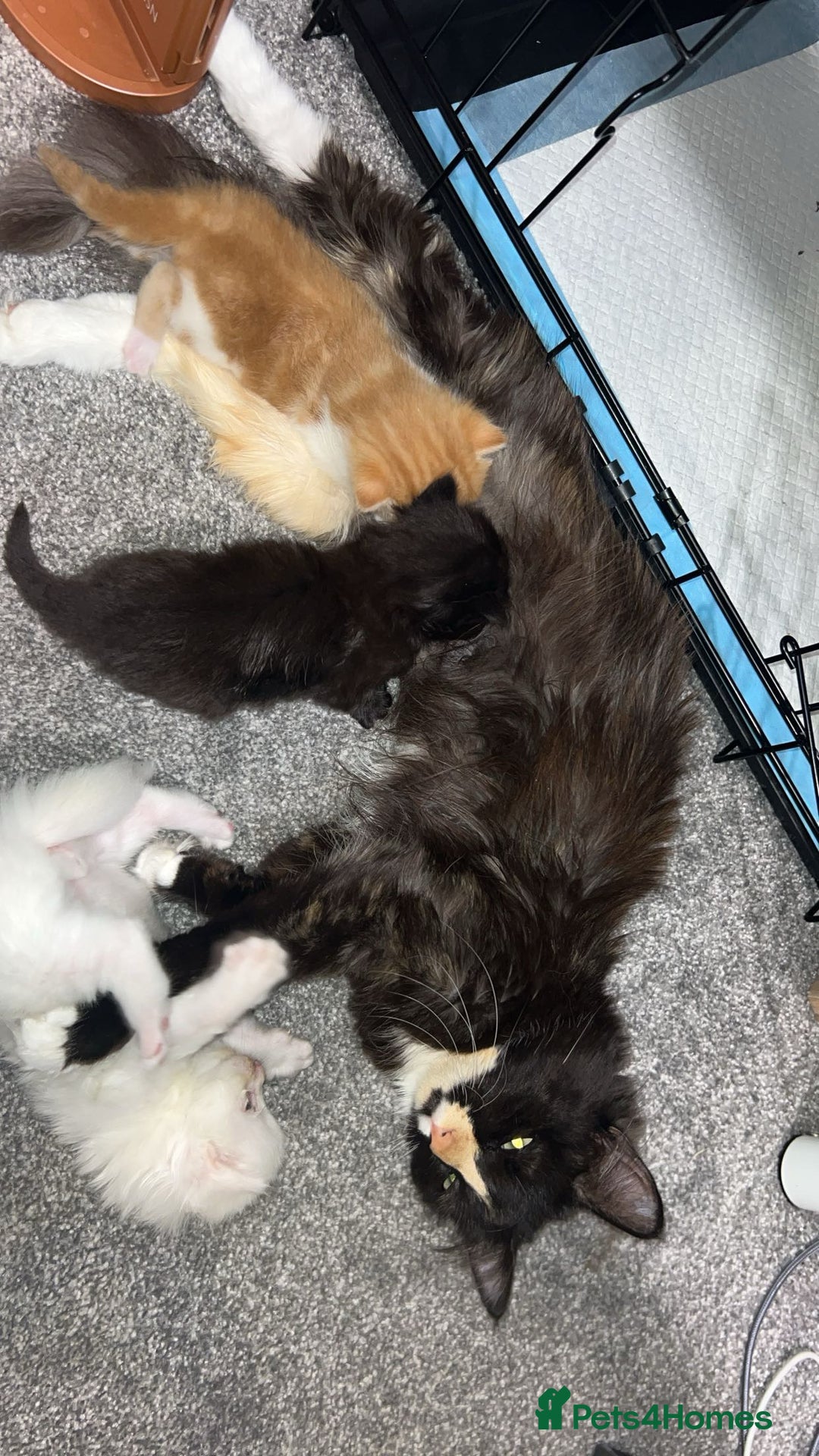 Ragdoll cats for sale: ragdoll x tabby  - Image 10