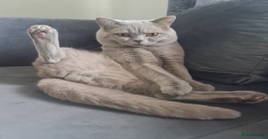 British Shorthair cats in Bradford - Advert 4
