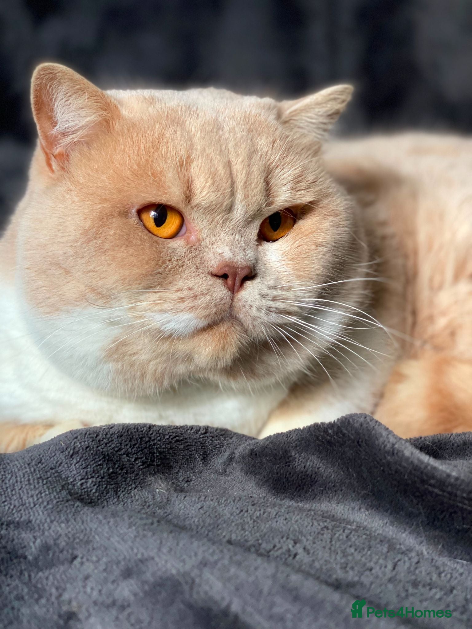 British Shorthair cats 🏆 Gccf British Shorthair Stud Available! 🏆 - Advert 4