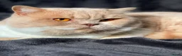 British Shorthair cats for stud: 🏆 Gccf British Shorthair Stud Available! 🏆 - Advert 1