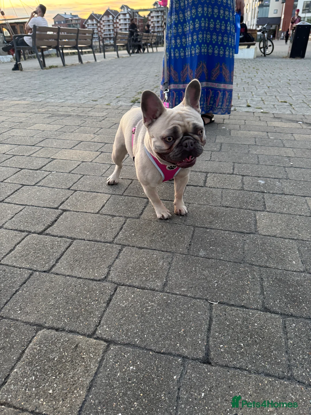 French Bulldog dogs for sale: Masha in Ipswich - Advert 1