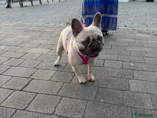French Bulldog dogs Masha in Ipswich - Advert 1