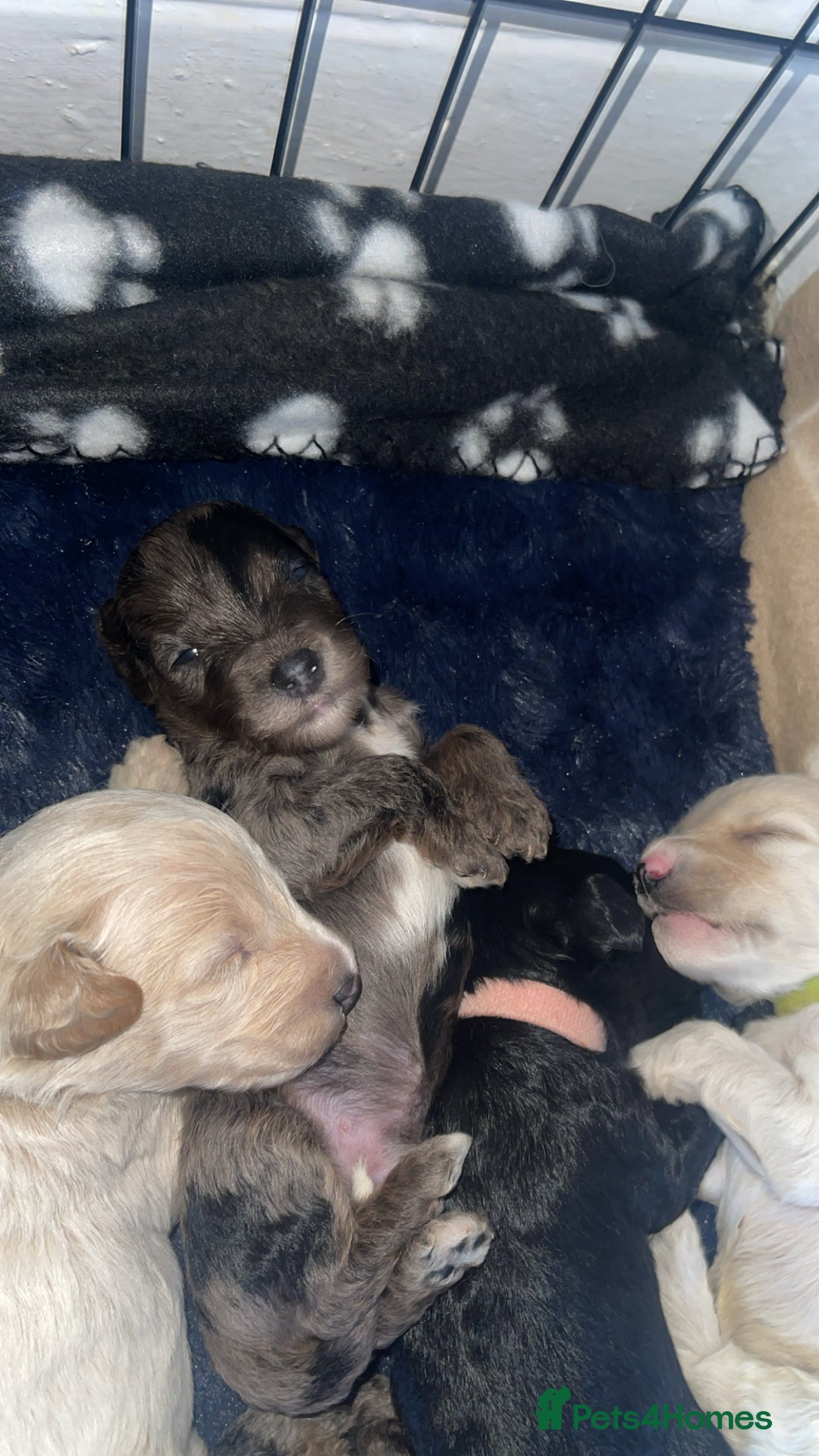 Mixed Breed dogs for sale: Cavapoochon X cockapoo - Image 15