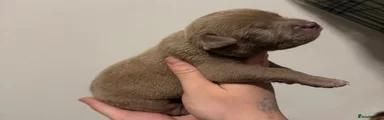 Puppy 1