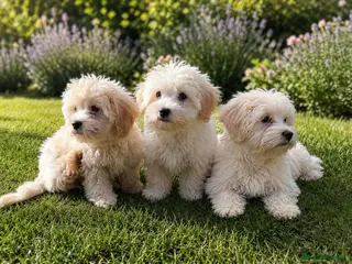 Maltipoo dogs F1 Maltipoo Puppies Available 5 boys, 1 girl - Advert 5