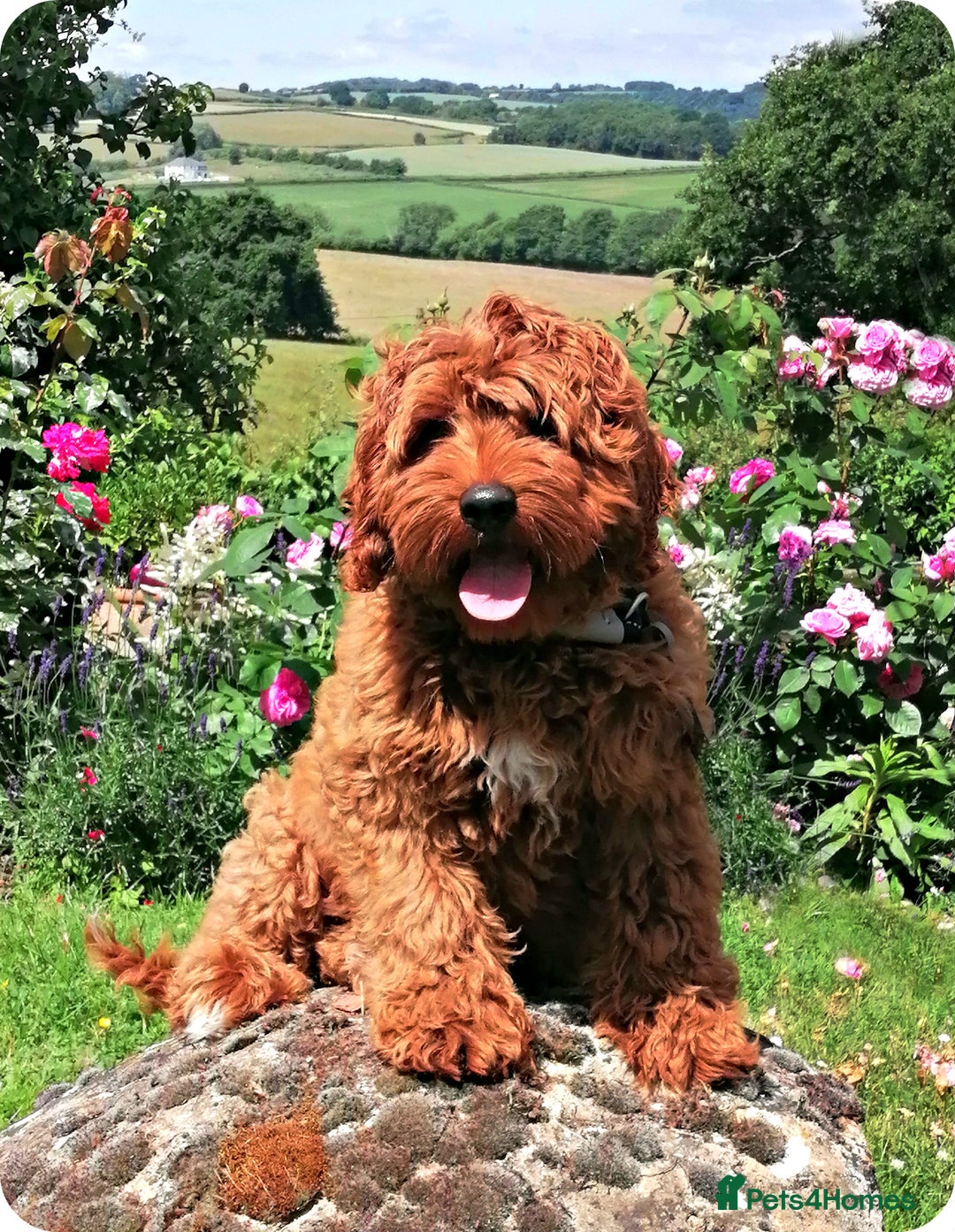Australian Labradoodle dogs for sale: Superior Australian Labradoodle Puppies Ready Feb. - Advert 4