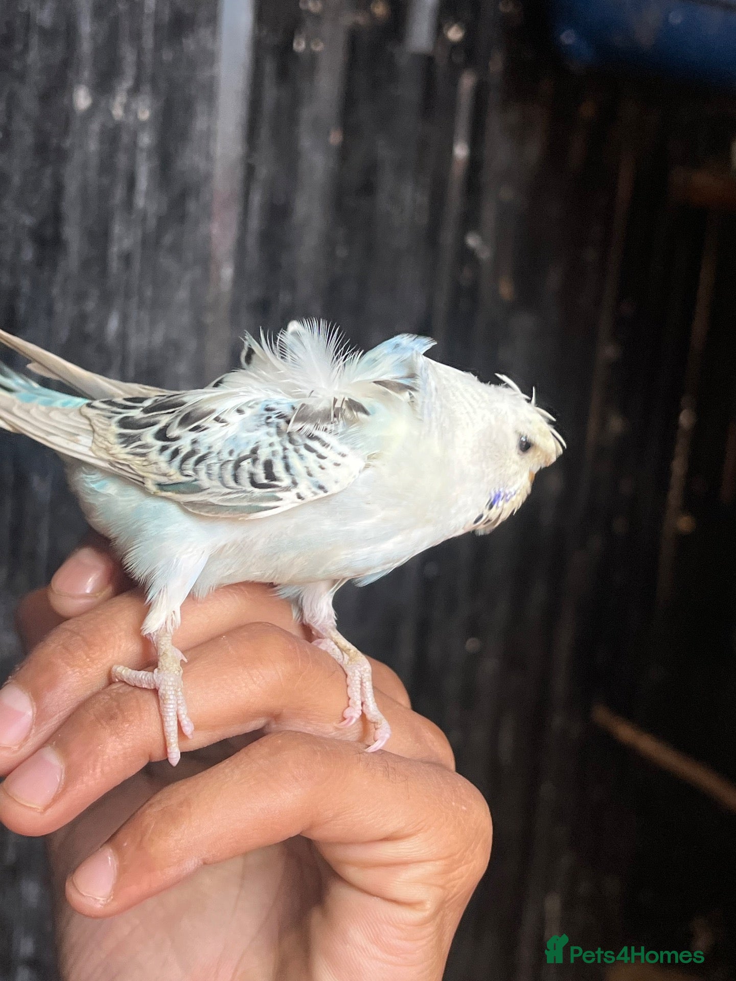 Cockatiels birds Budgie baby - Advert 13