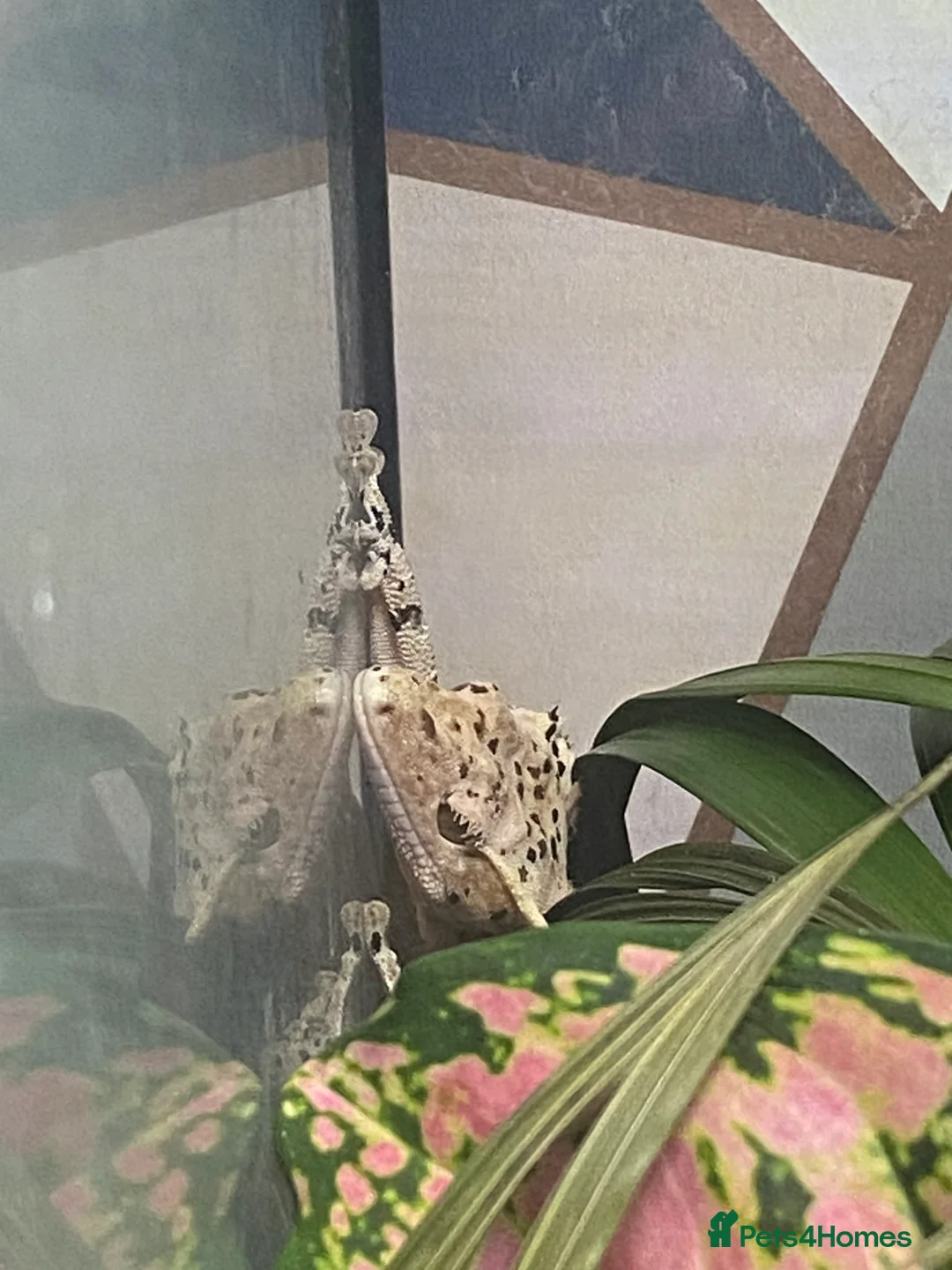 Gecko reptiles for sale: CB22 Male super Dalmatian crested gecko  - Advert 4