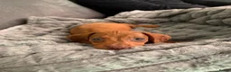 Dachshund dogs for sale: Dacshund Puppy - Advert 1