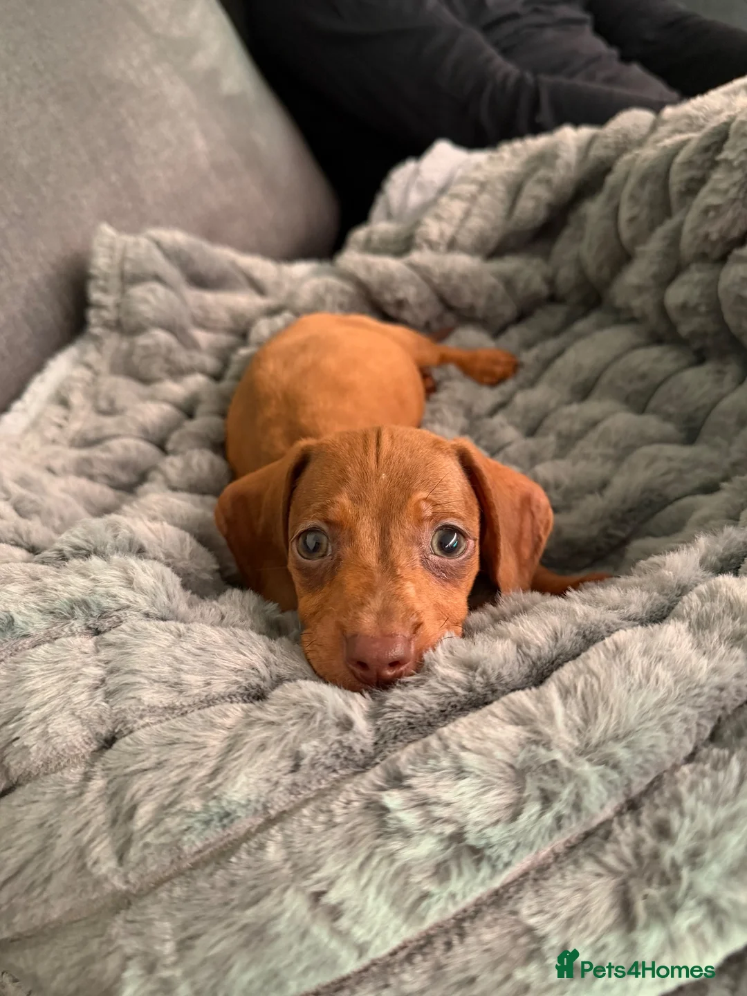 Dachshund dogs for sale: Dacshund Puppy - Advert 1