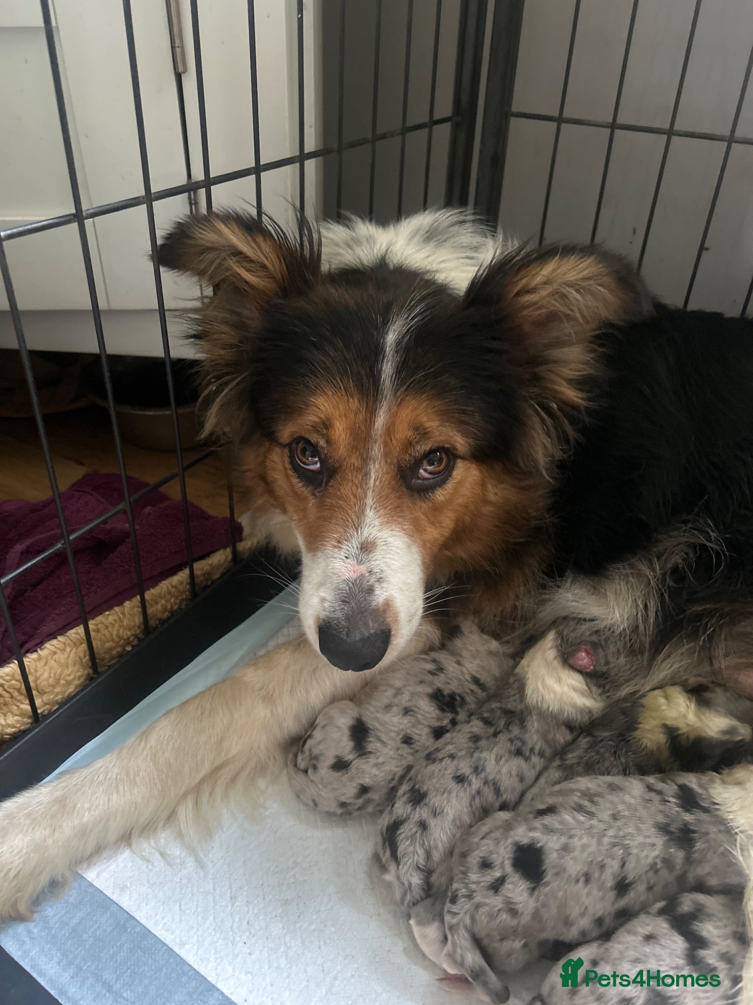 Mixed Breed dogs Working Border Collie x Australian Shepherd pups - Advert 1