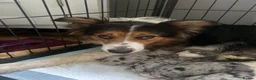 Mixed Breed dogs for sale: Working Border Collie x Australian Shepherd pups - Advert 1