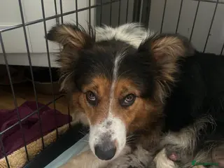 Mixed Breed dogs Working Border Collie x Australian Shepherd pups - Advert 15