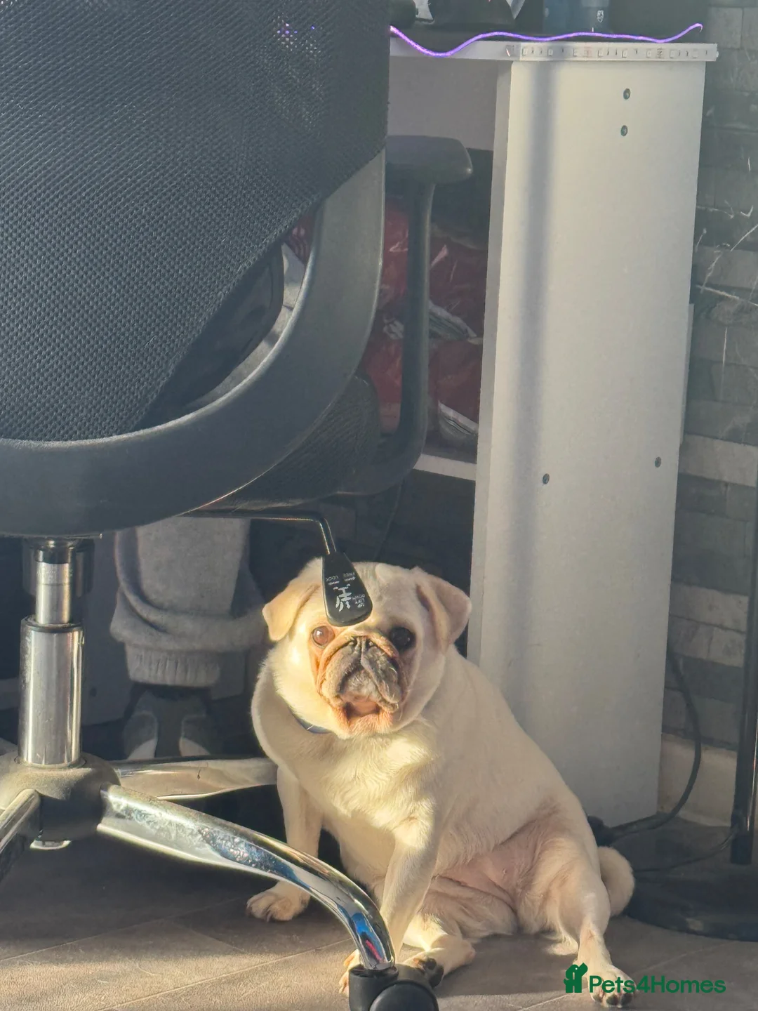 Pug dogs for sale: My pip - Advert 2
