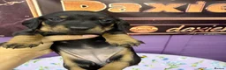 Dachshund dogs for sale: 3 adorable standard dachshund girls available  - Advert 12