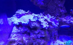 Other/Mixed Breed fish for sale: Saltwater fish - Image 11