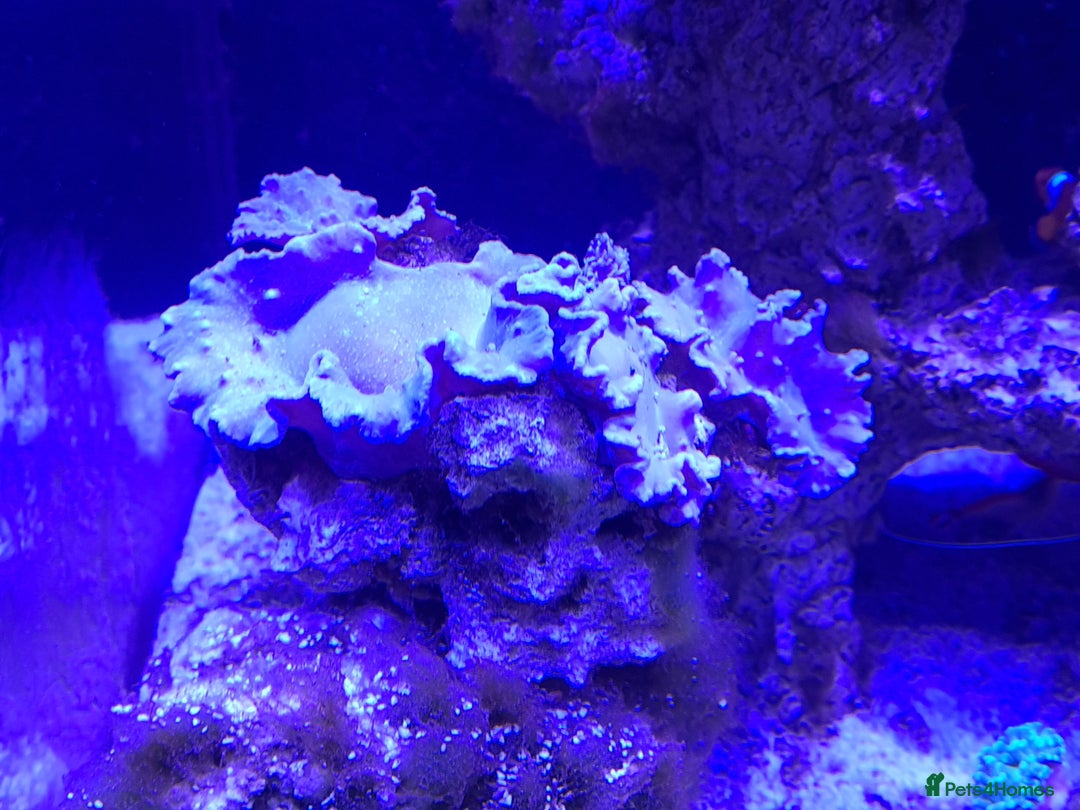 Other/Mixed Breed fish for sale: Saltwater fish - Image 11