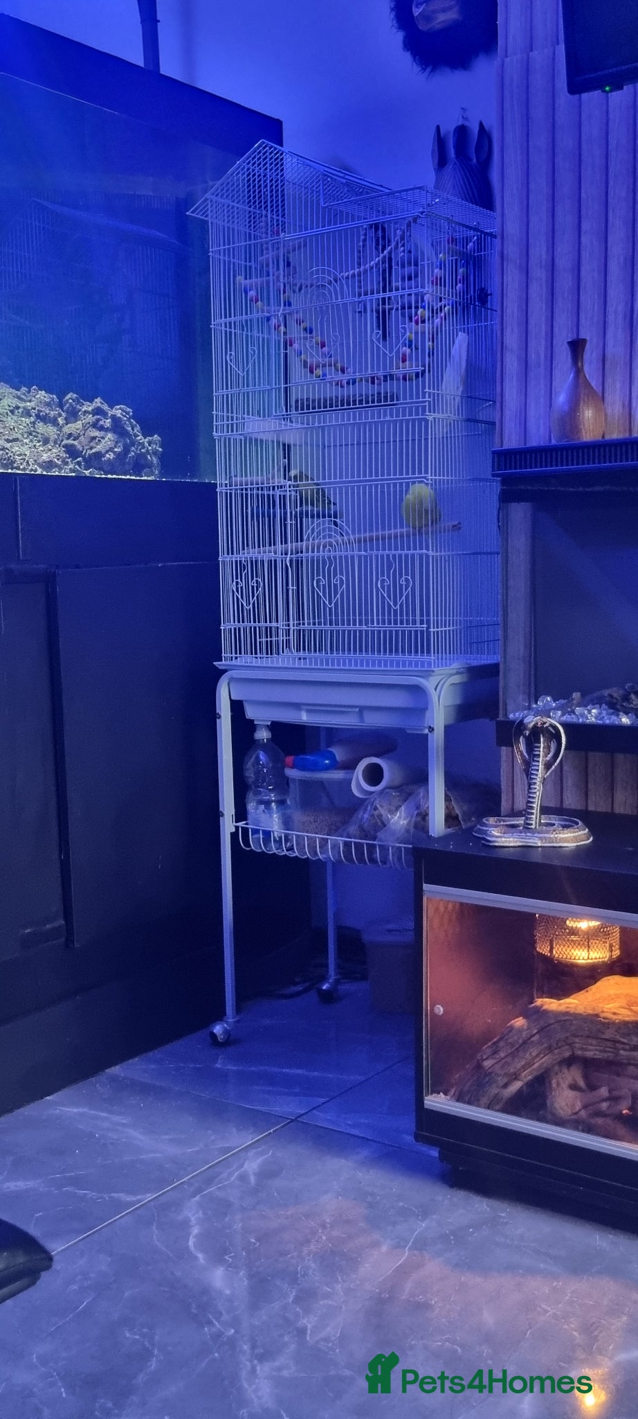 Budgerigars birds for sale: Male and female  - Advert 3