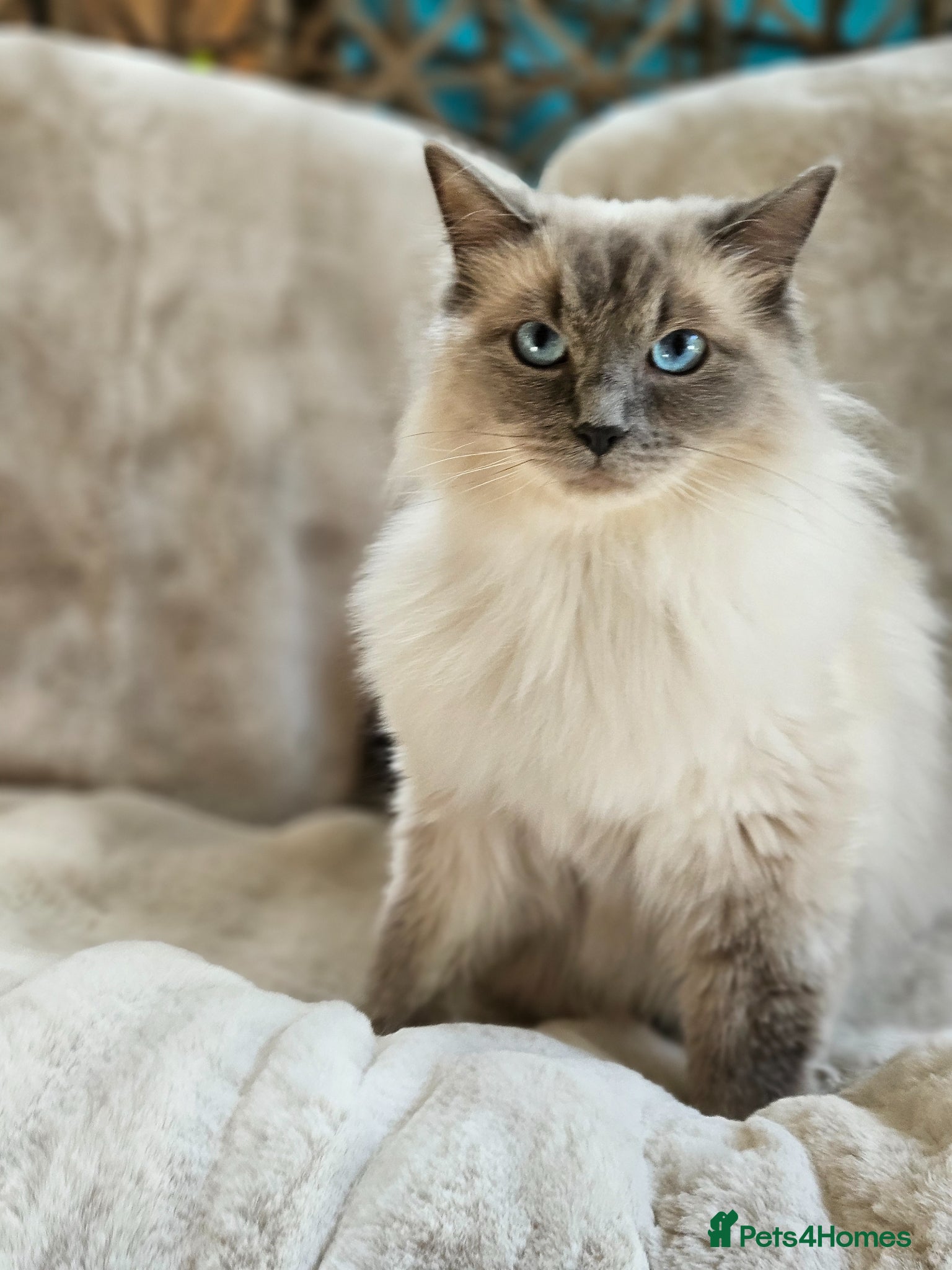 Ragdoll cats Ragdoll Kitten AVALIABLE  - Advert 1