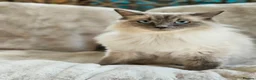Ragdoll cats for sale: Ragdoll Kitten AVALIABLE  - Advert 1