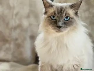 Ragdoll cats Ragdoll Kitten AVALIABLE - Advert 1