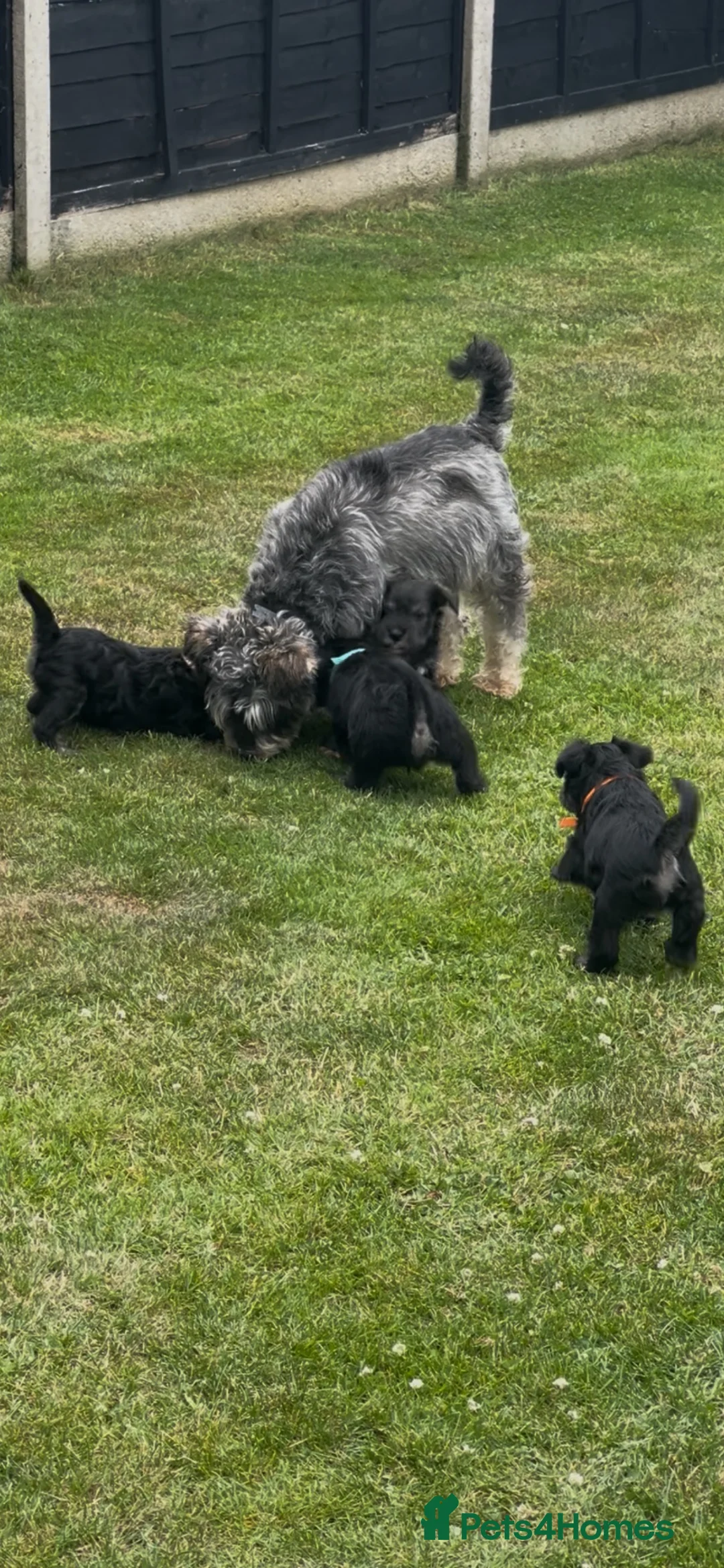 Miniature Schnauzer dogs for sale: Stunning miniature schnauzer puppies  - Advert 12