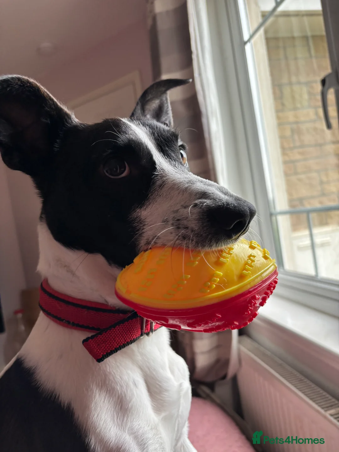 Mixed Breed dogs for sale: Please help Benny - Advert 7