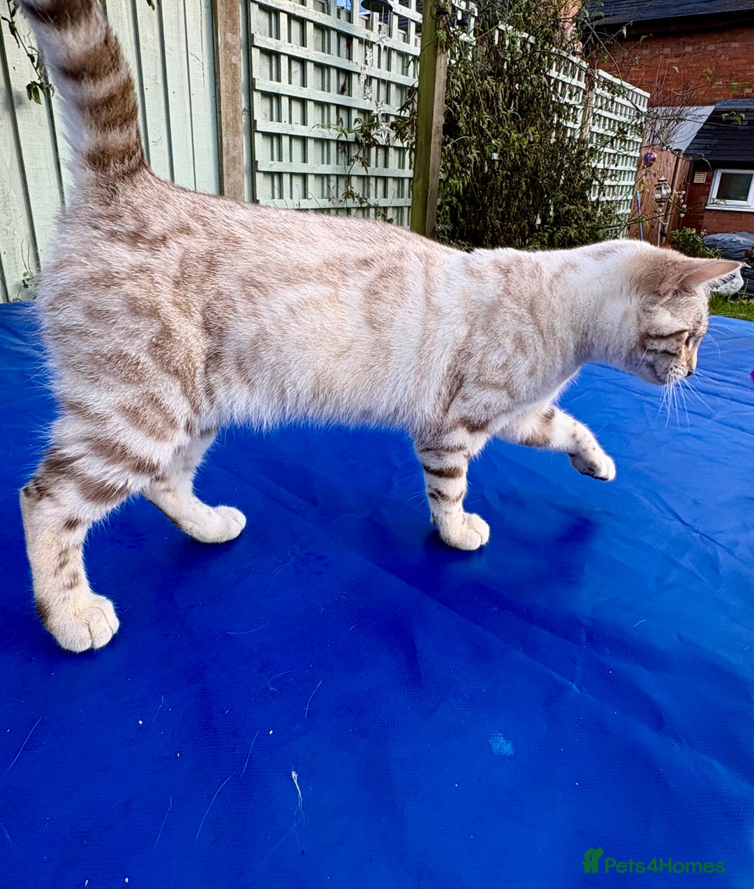 Keetso cats for sale: Superb polydactyl rosetted girl  - Advert 6