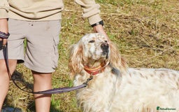 English Setter dogs for adoption: Curro in Preston - Image 7