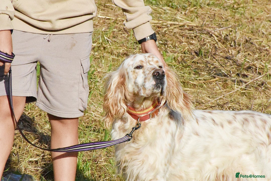 English Setter dogs for adoption: Curro in Preston - Image 7