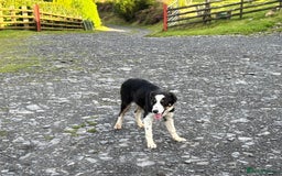 Border Collie dogs for sale: Border Collie female - Image 7
