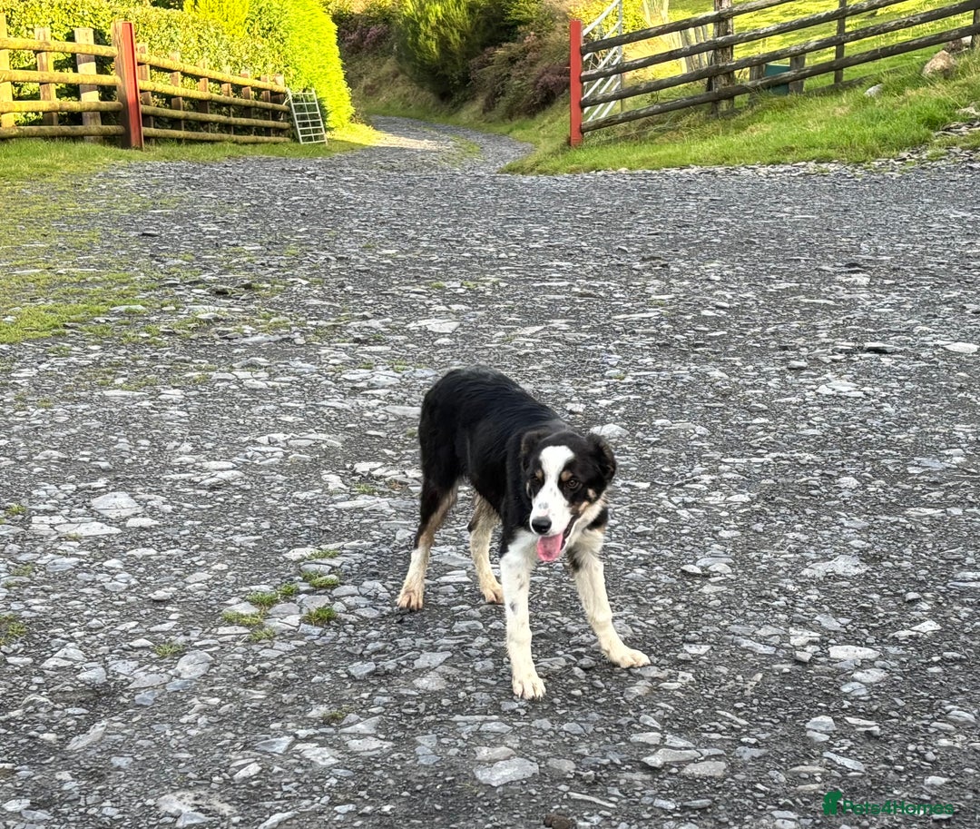 Border Collie dogs for sale: Border Collie female - Image 7
