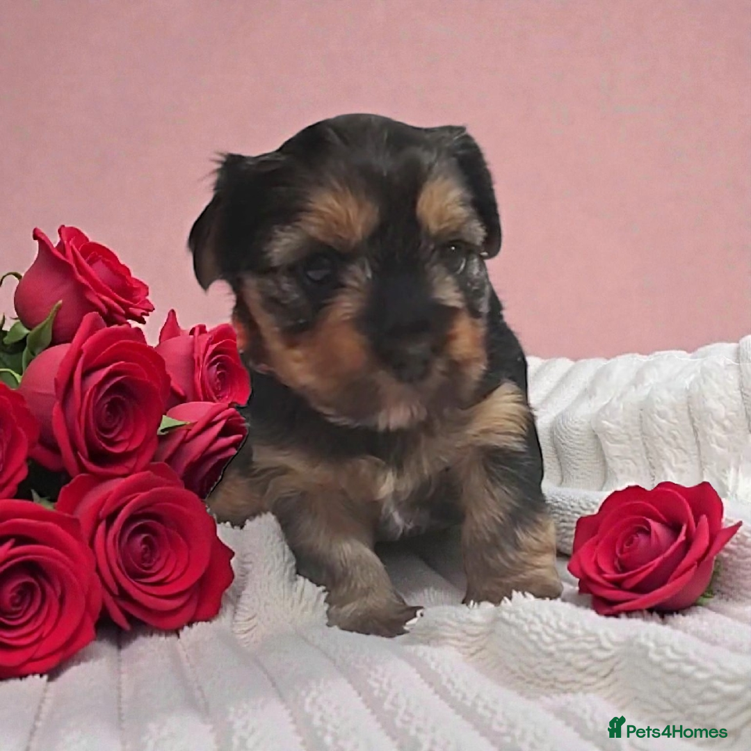Yorkshire Terrier dogs for sale: Adorable Mini Yorkshire Terrier Puppies - Advert 2