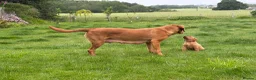 Labrador Retriever dogs for sale: Beautiful fox red KC registered litter in Bristol - Advert 5