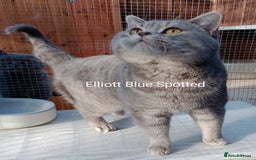 British Shorthair cats for sale: Gccf STUD, Blue Spotted,Blue, Lilac, Bi - Image 25
