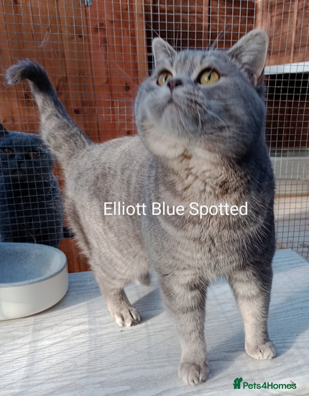 British Shorthair cats for sale: Gccf STUD, Blue Spotted,Blue, Lilac, Bi - Image 25