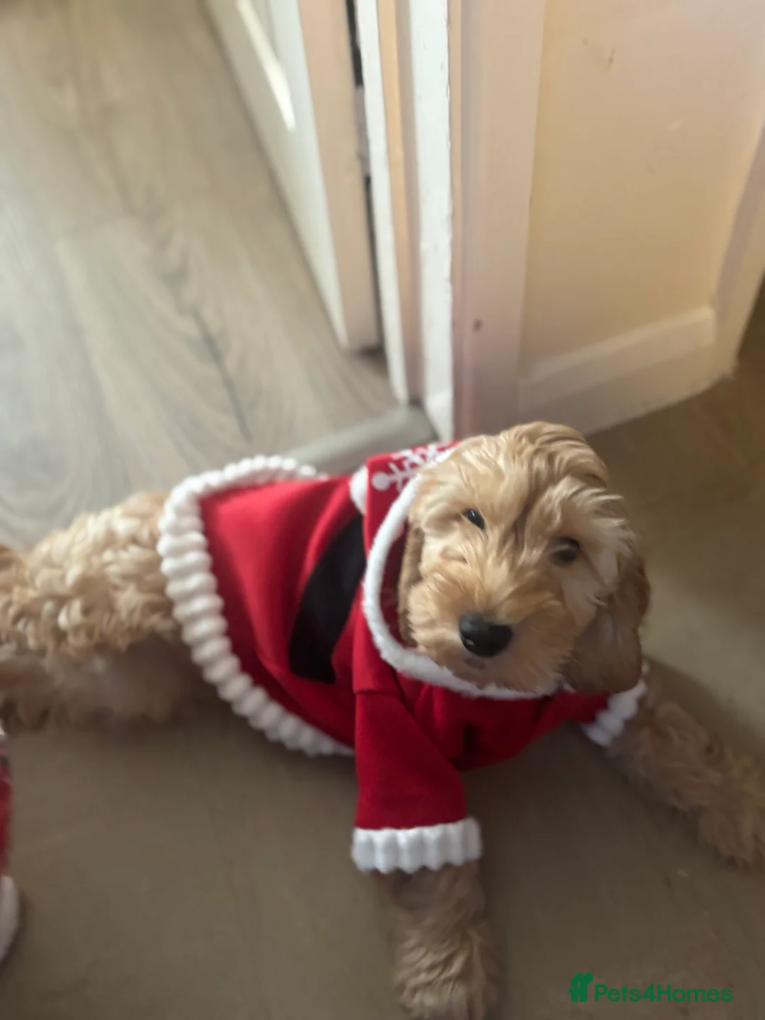 Cockapoo dogs for sale: Cockapoo  - Advert 4