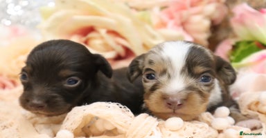 Miniature Dachshund dogs - Advert 12