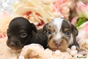 Miniature Dachshund dogs - Advert 2