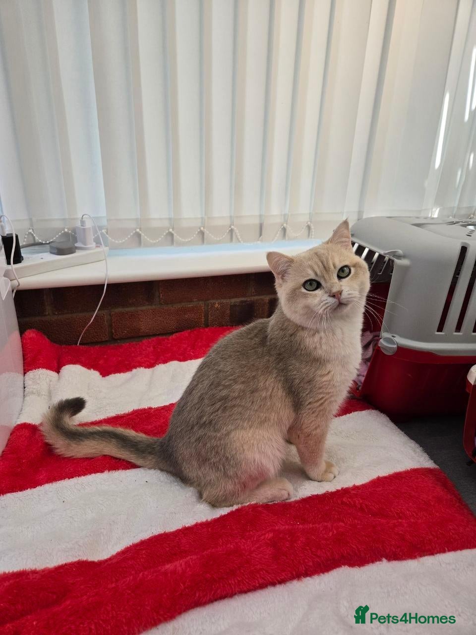 British Shorthair cats Blue Gold British cat Sapphire for stud - Advert 2
