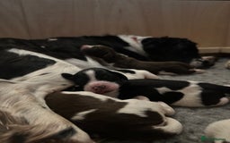 English Springer Spaniel dogs for sale: Springer Spaniels - Image 27