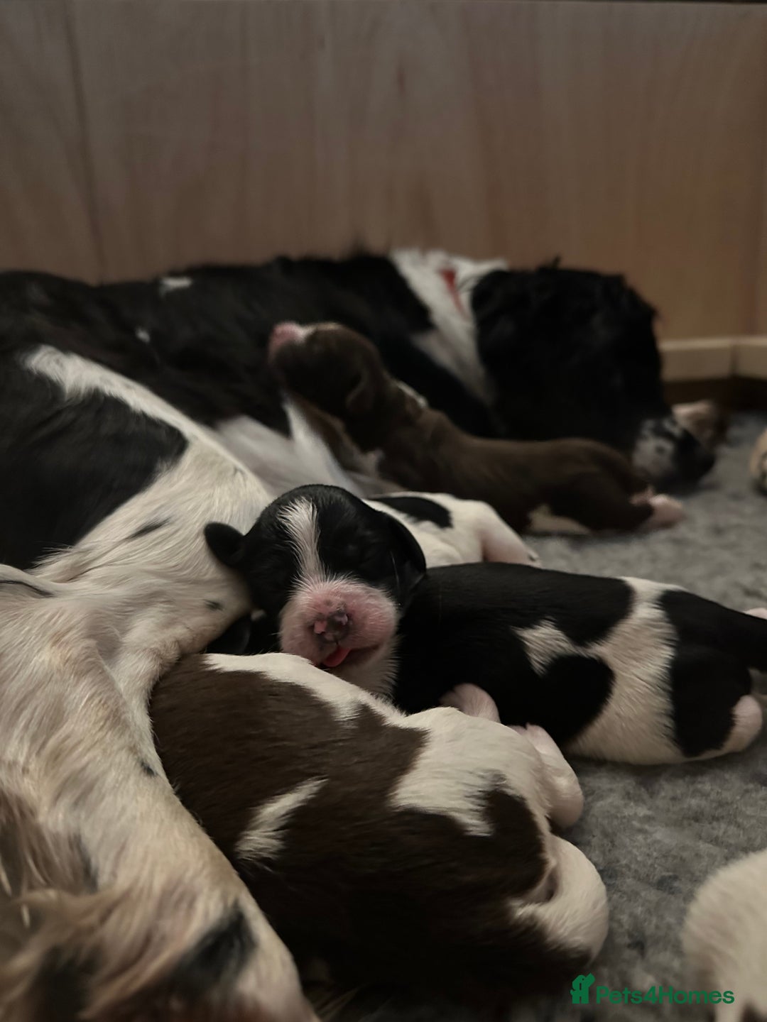 English Springer Spaniel dogs for sale: Springer Spaniels - Image 27