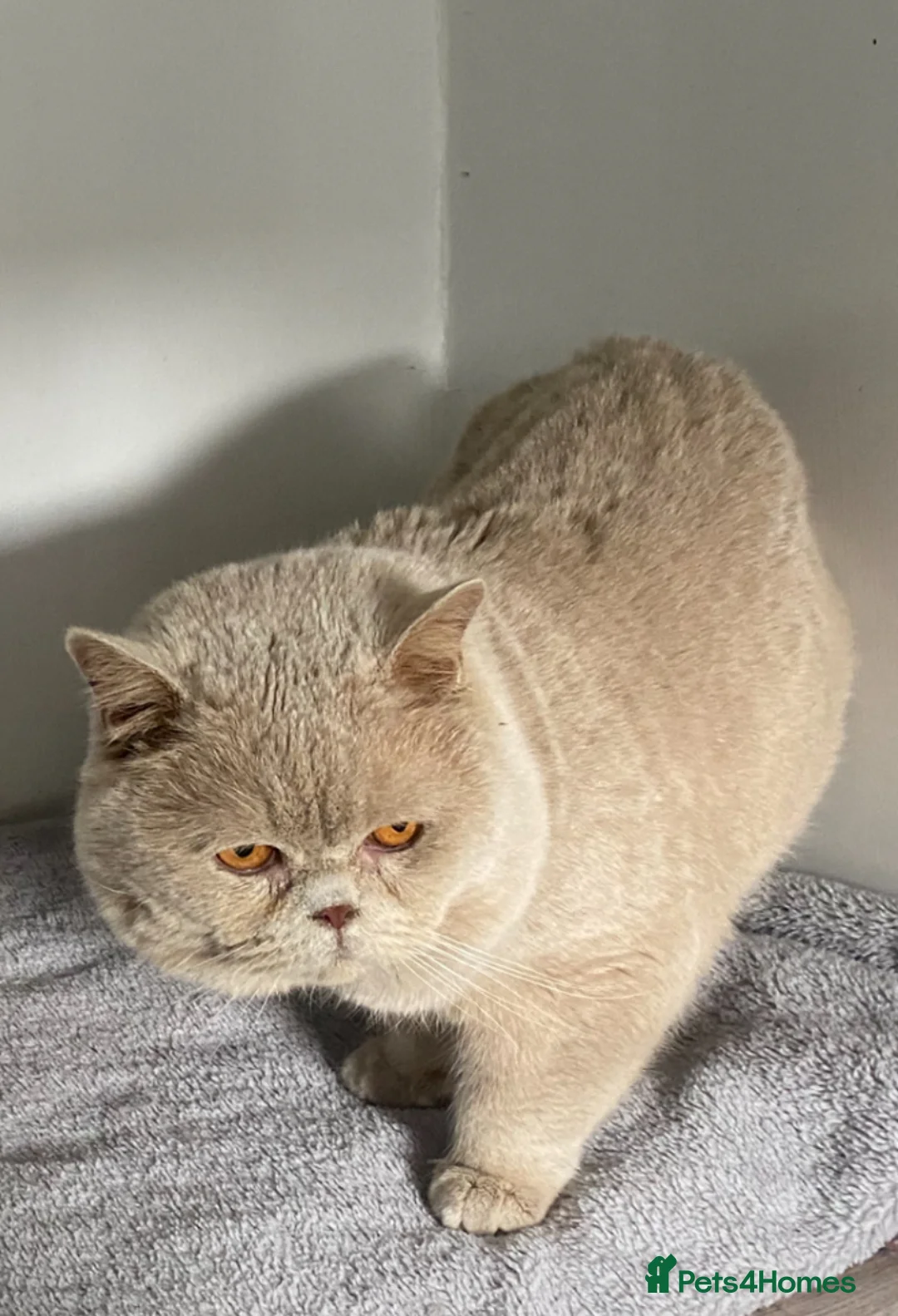 British Shorthair cats for stud: 🔥💙 FAWN GCCF TICA STUD EAST MIDLANDS  - Advert 2