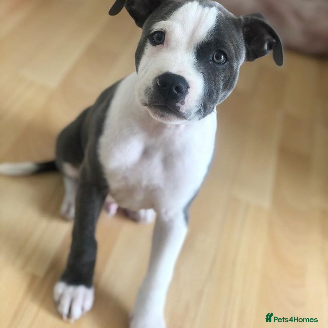 Staffordshire Bull Terrier dogs for sale: KC Reg Blue Staffordshire Bull Terrier Puppies - Image 4