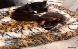 Domestic Shorthair cats for sale: 4 kittens(2 females,2 males) - Image 7