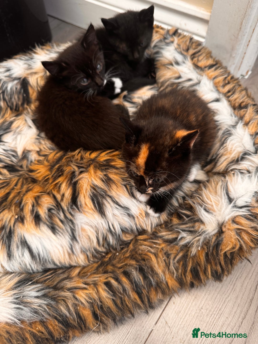 Domestic Shorthair cats for sale: 4 kittens(2 females,2 males) - Image 7