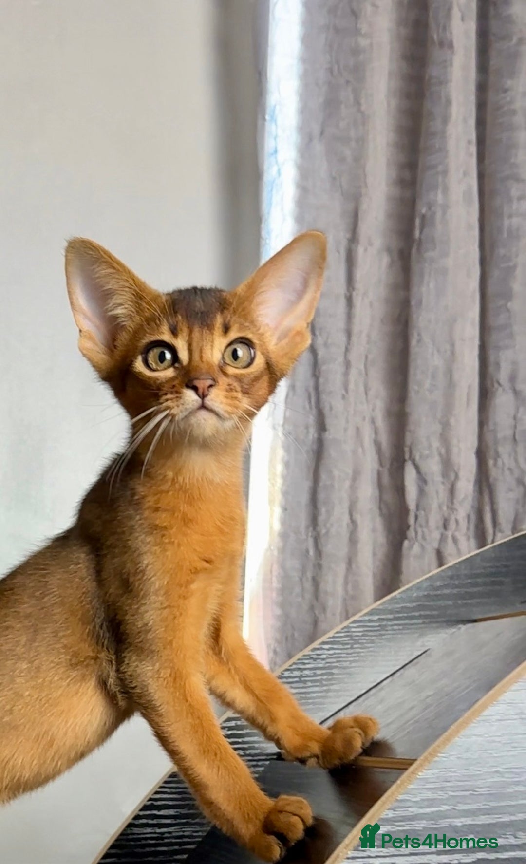 Abyssinian cats for sale: Raised with Love Abyssinian Kittens - Advert 4