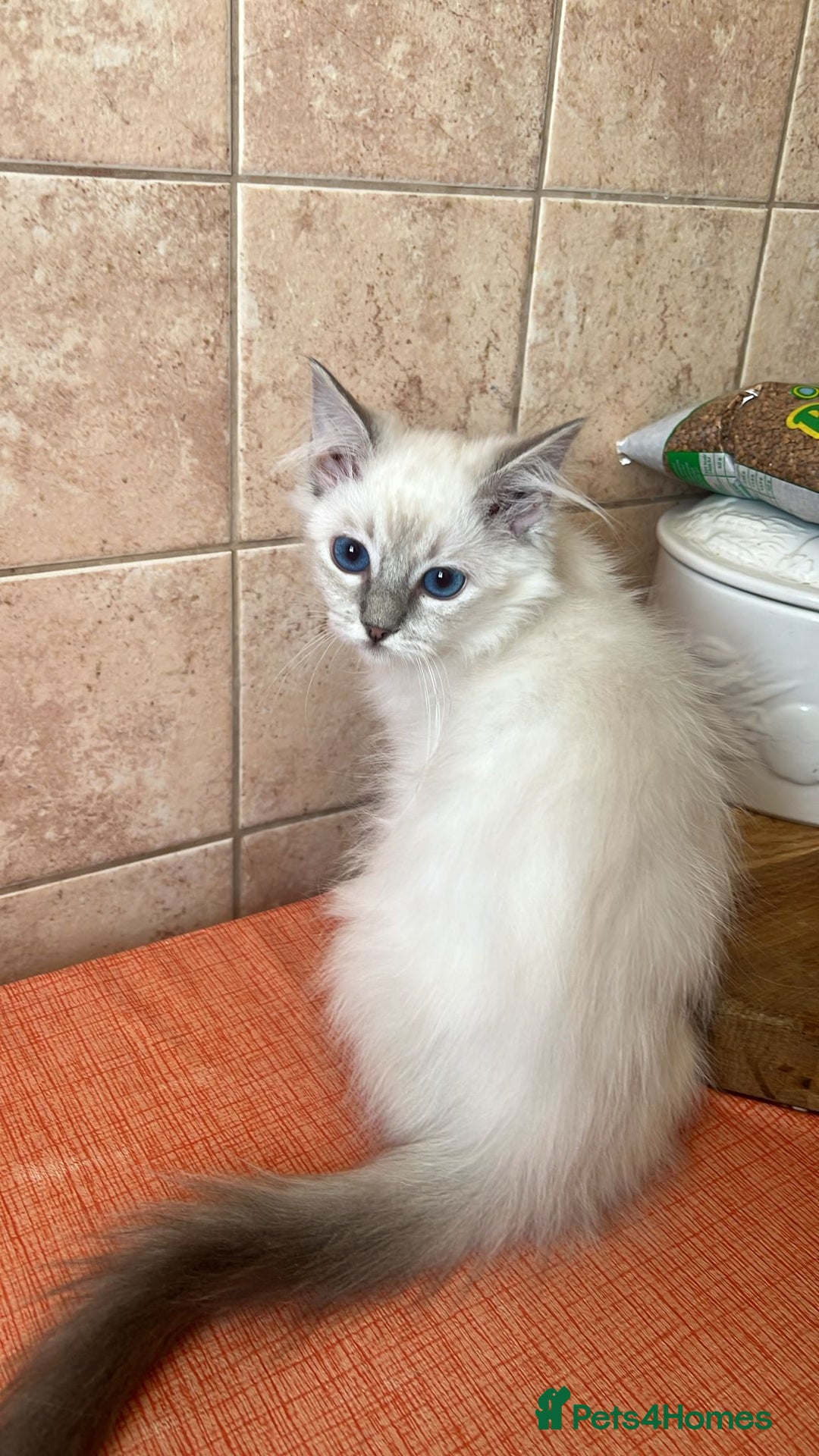 Ragdoll cats for sale: GCCF Registered Ragdoll*one left ready to go* - Image 4