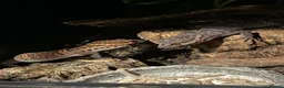 Gecko reptiles for sale: 2x Chinese cave geckos and vivarium in Rayleigh - Advert 1