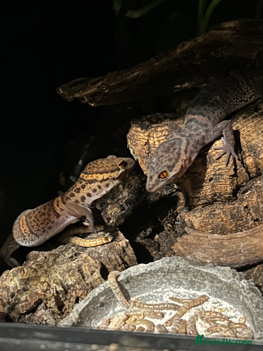 Gecko reptiles for sale: 2x Chinese cave geckos and vivarium in Rayleigh - Advert 1